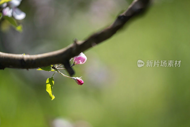 苹果树枝上开着白色的花果