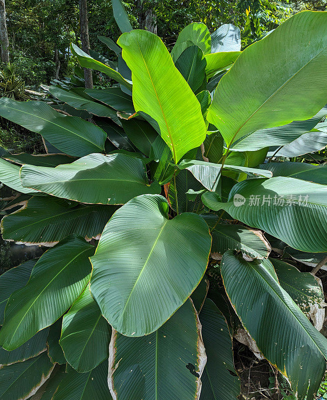 哥斯达黎加Tarcoles河沿岸雨林中的野生香蕉状植物