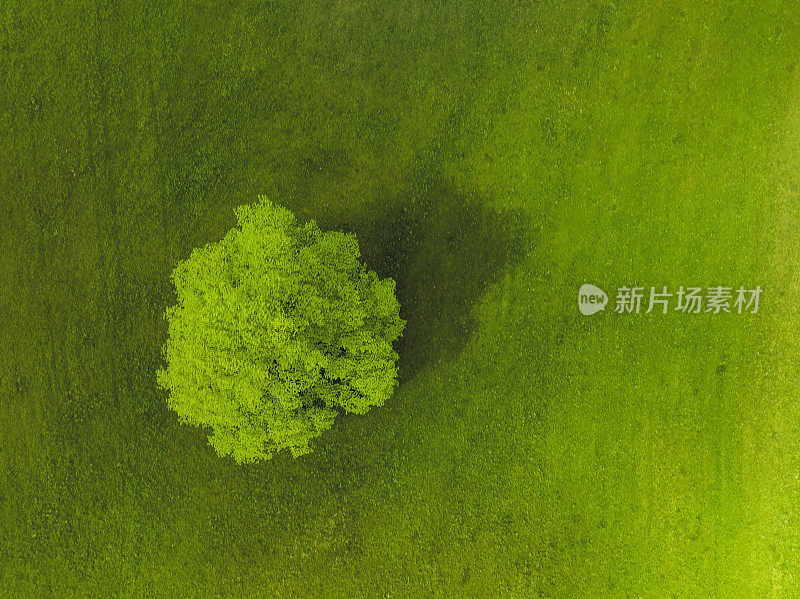 春天，在斯洛文尼亚卡姆尼克萨维加阿尔卑斯山脉的洛加尔山谷，一棵绿色草地上的树