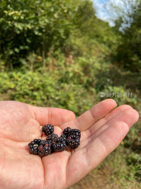 手握黑莓在大自然中。在大自然中采摘黑莓