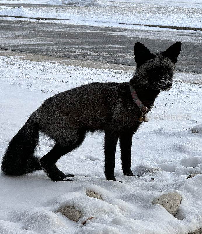 冬天外面常见的银狐