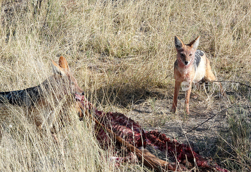纳米比亚库内地区埃托沙国家公园的黑背豺狼