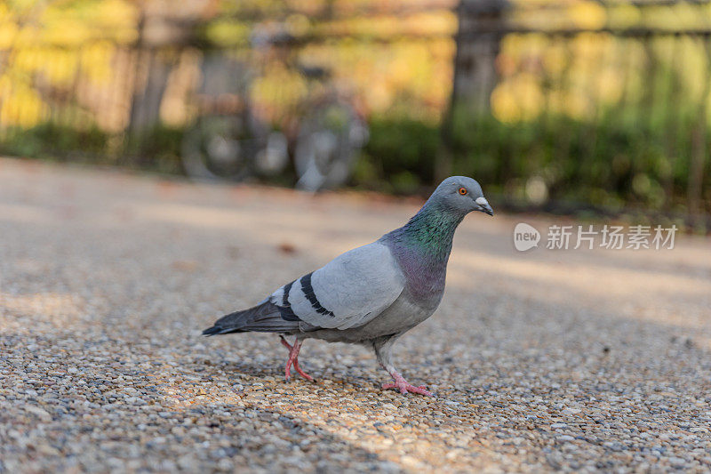 日本大阪天王寺公园的鸽子