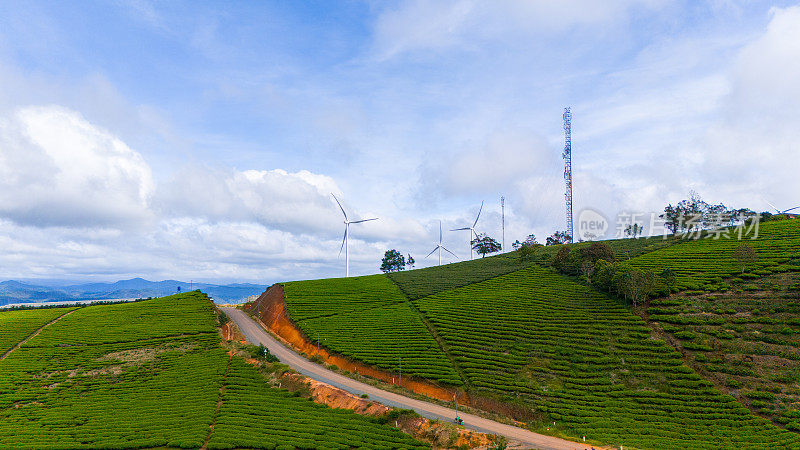 清晨美丽的风景，在大叻市，林东省。风吹茶山上，晨景山坡上茶树下