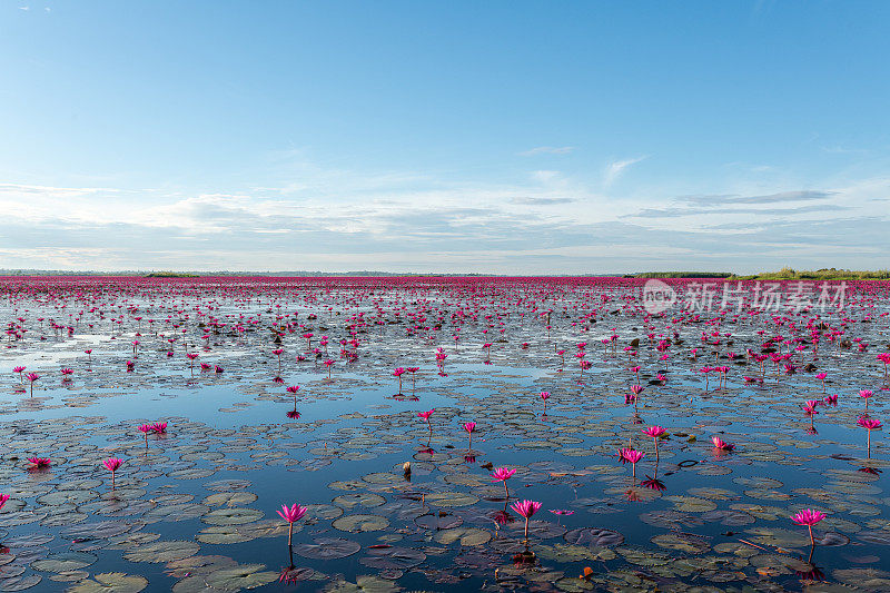 泰国乌隆他尼省清晨的红莲湖美景