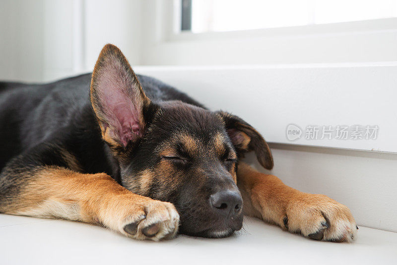 德国牧羊犬幼犬