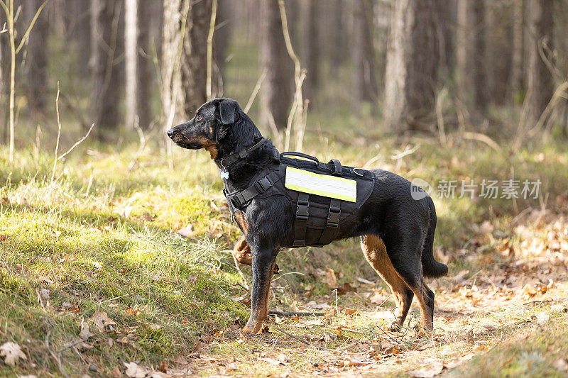 在森林里训练搜救犬