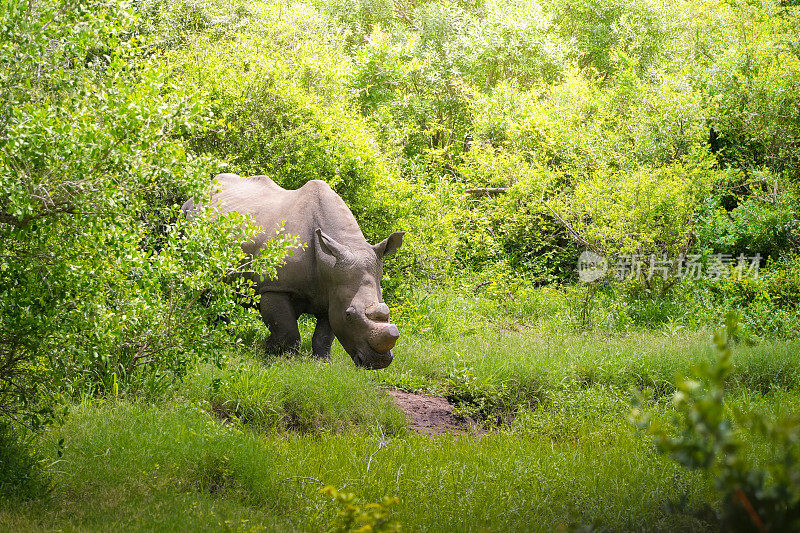 在热带稀树草原上行走的野生犀牛