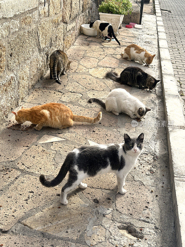 一大群流浪猫在城市街道上吃东西