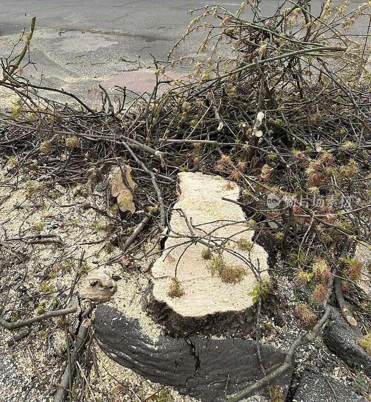 在城市街道上砍下来的树