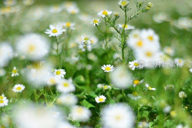 菊花菊花(洋甘菊)花