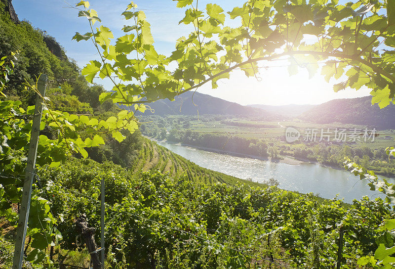 清晨的葡萄园。多瑙河流域-下奥地利