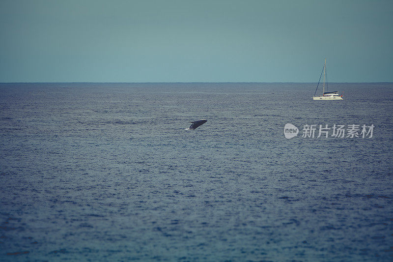 座头鲸跳跃，印度洋，马斯卡伦群岛