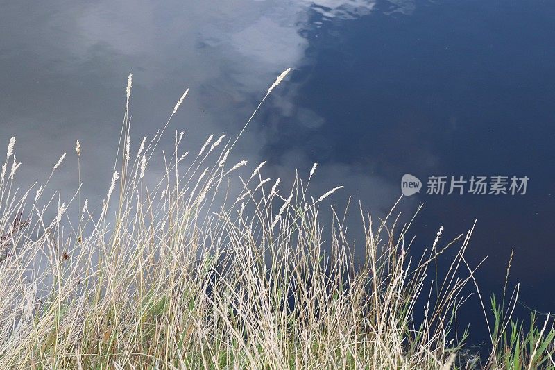 河岸上杂草和芦苇倒映在水中