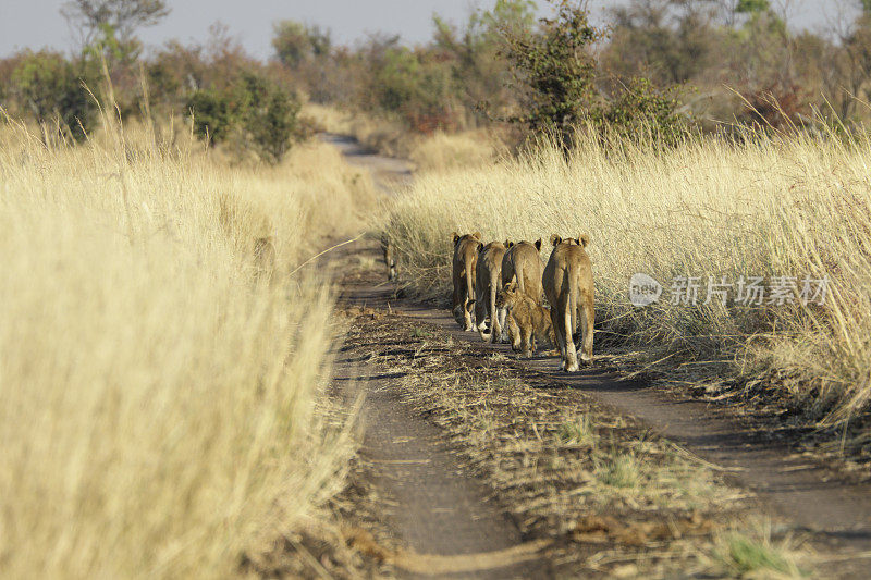 四头母狮走在齐齐津巴布韦后视镜