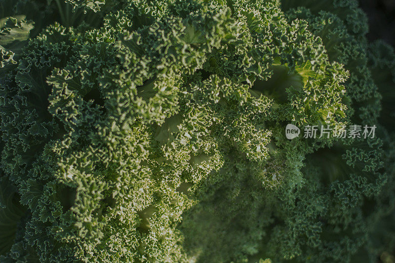 装饰白菜，装饰白菜，花椰菜，甘蓝