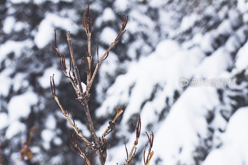 枯枝和暴风雪