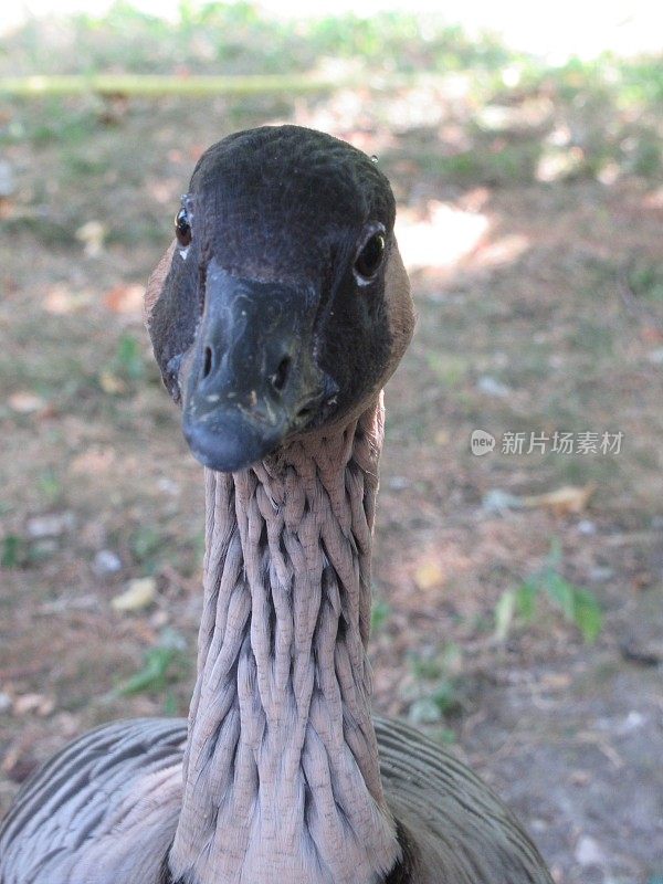 夏威夷夏威夷雁