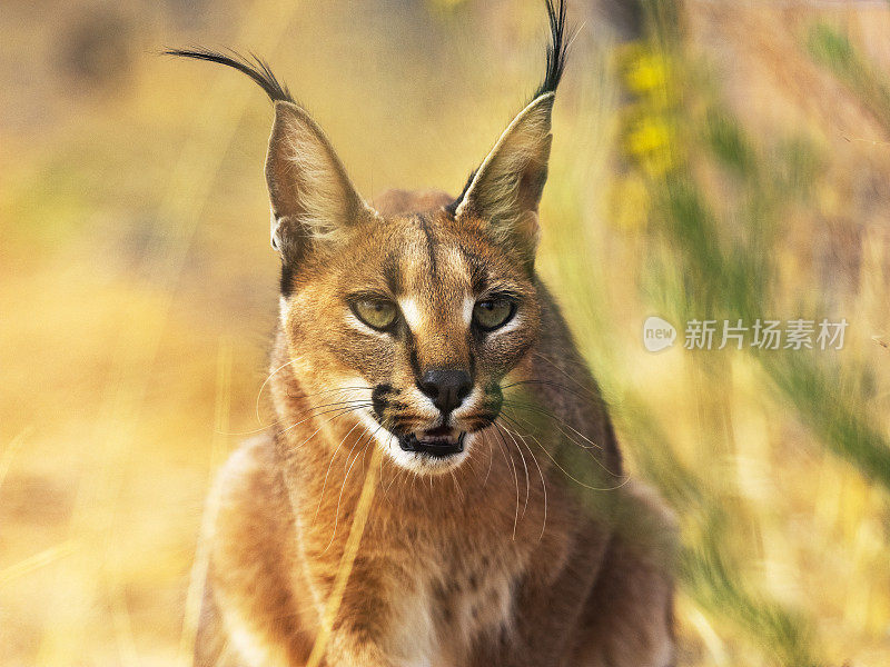 大草原沙漠中的猞猁