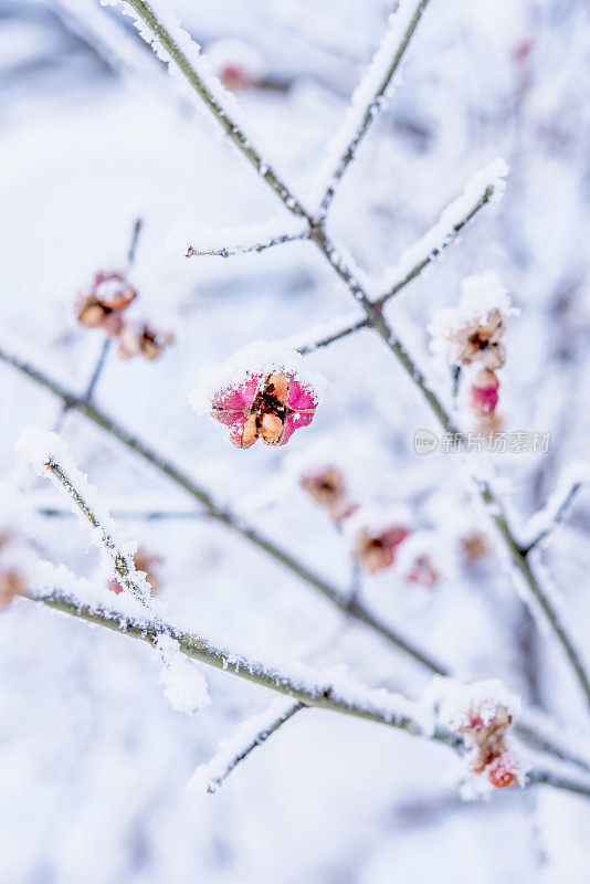 被雪覆盖的欧洲纺锤体(欧卫矛)