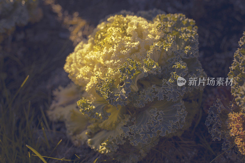 装饰白菜，装饰白菜，花椰菜，甘蓝