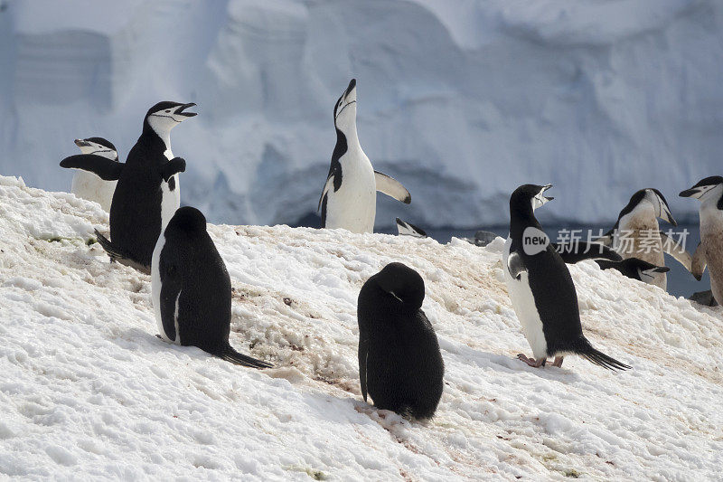 筑巢的帽带企鹅奥恩港南极半岛山脉冰川