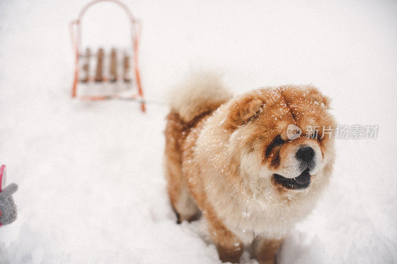 雪中的聚会时间