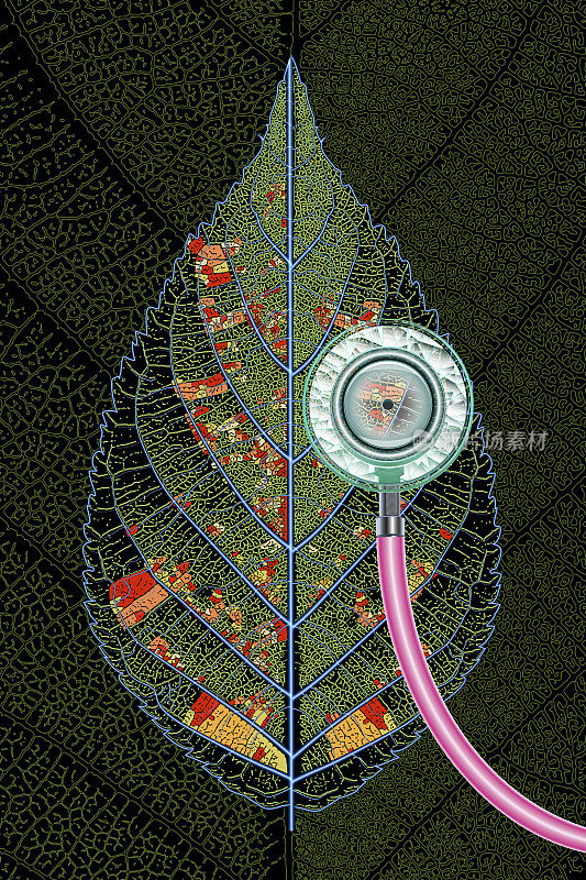 通过植物叶片和叶脉描绘全球变暖和环境