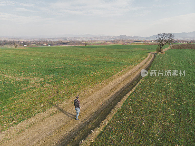 英俊的成年农民走在土路上穿过他的小麦苗田在早春。鸟瞰图。