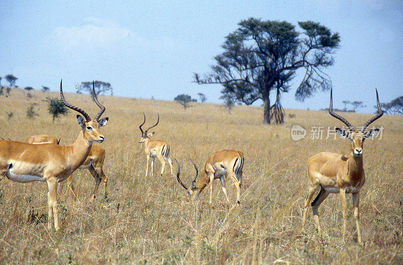 非洲卢旺达东部阿卡格拉国家公园热带草原上的黑斑羚