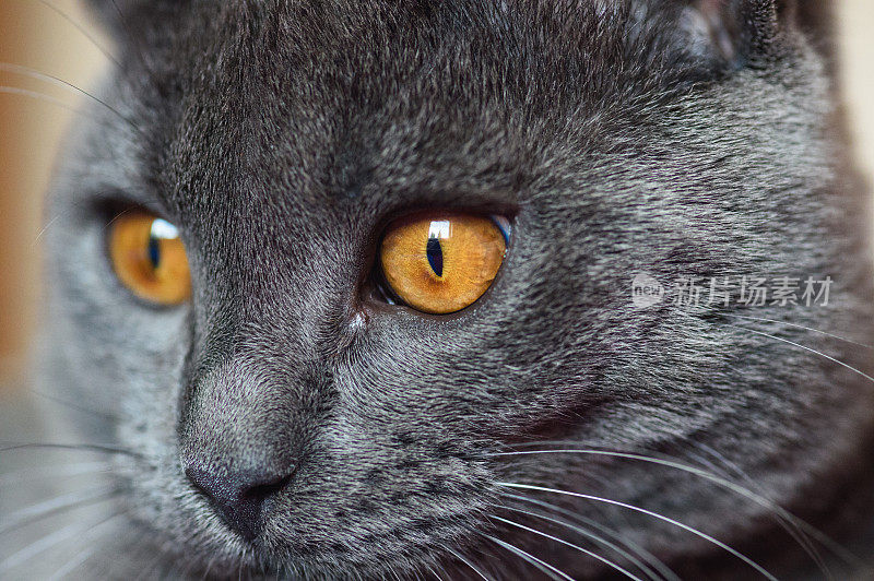 七个月大的查特鲁猫的铜眼睛