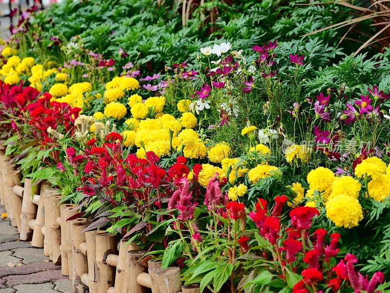 五彩缤纷鲜花花园