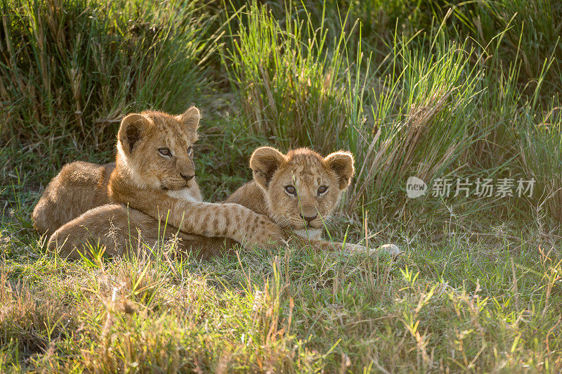 肯尼亚马赛马拉的两只幼狮