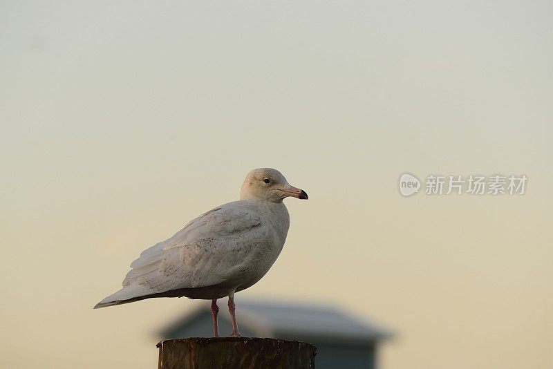 木桩上的白霜海鸥