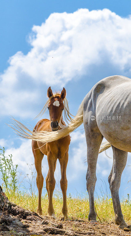 马-草原上的母马和小马驹。长有母马鬃的阿拉伯小马驹