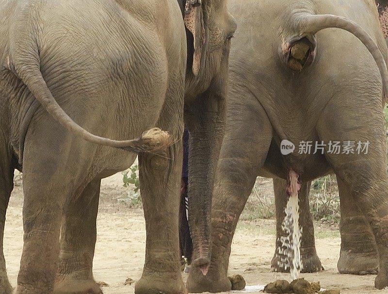 雌印度象抬起尾巴，准备排便，大象排尿和大便的照片