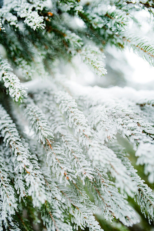 雪中的冷杉枝