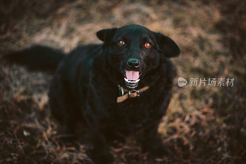 一只快乐的黑狗在户外的黄色草地上