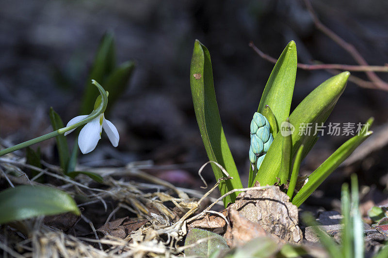 雪花莲(雪花属)特写。