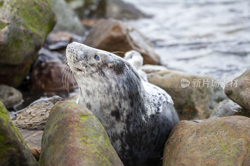 不列颠群岛海岸上的小灰海豹