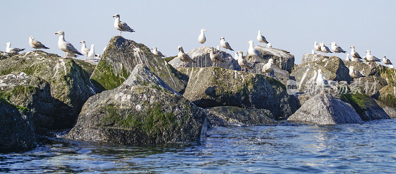 海鸥在岩石上休息