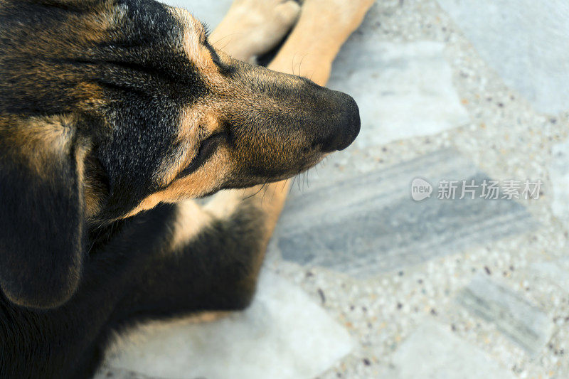 小狗德国牧羊犬