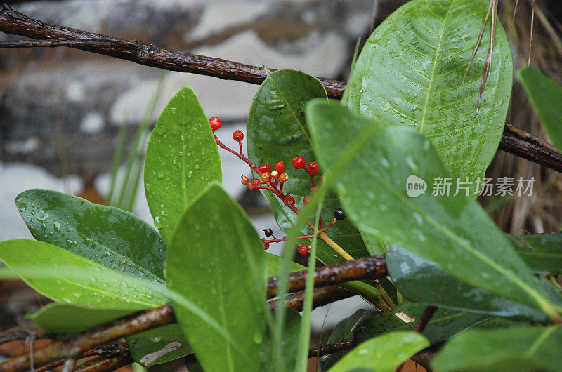 塞拉多植物:茜草科，在峡谷中