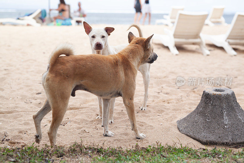 巴厘岛萨努尔海滩上无家可归的流浪狗