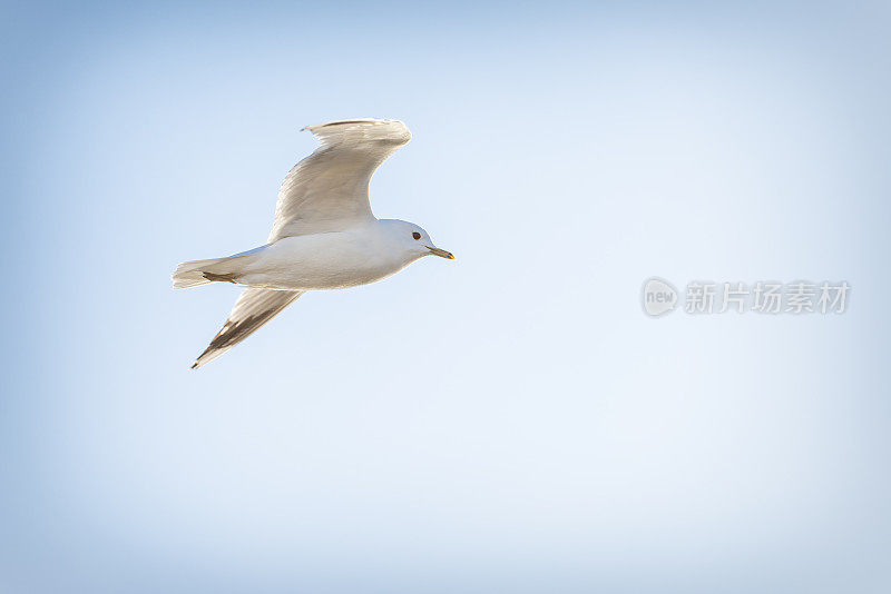 海鸥在晴朗的天空中飞翔