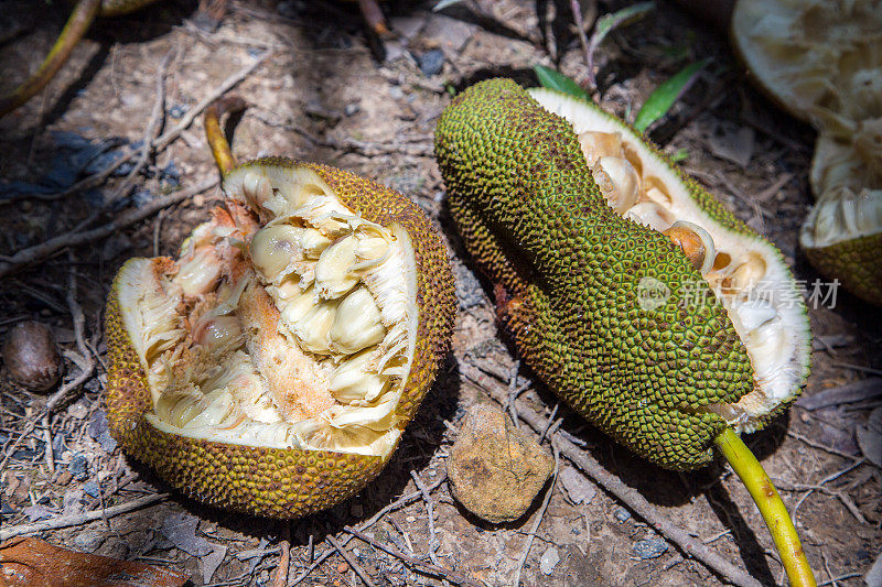 马来西亚:Jackfruit