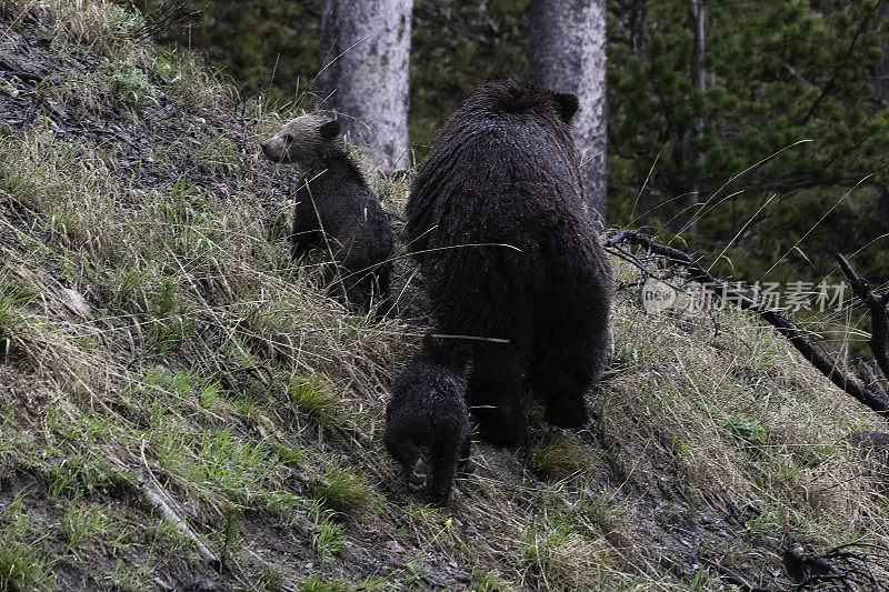 灰熊和两只小熊在雨中