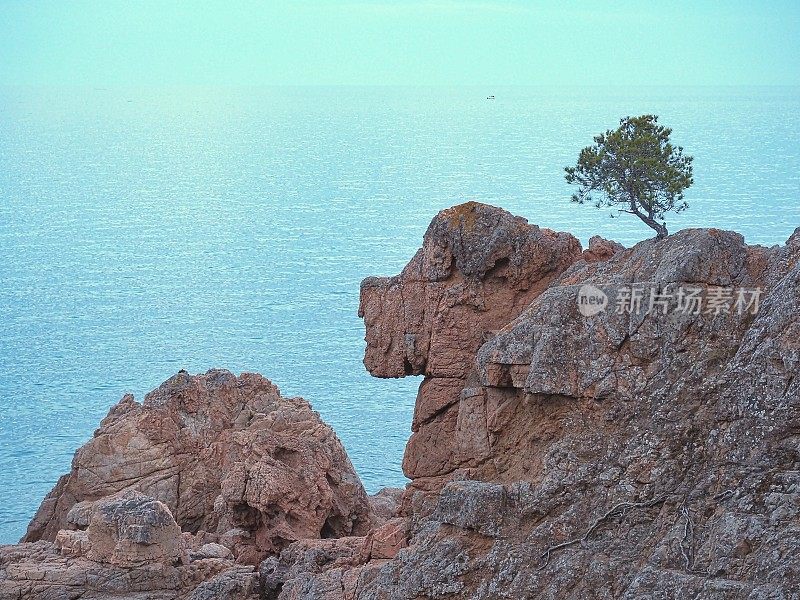 日落时分，在布拉瓦海岸的地中海海岸线上，有一棵梧桐树和一块奇怪的狗形岩石