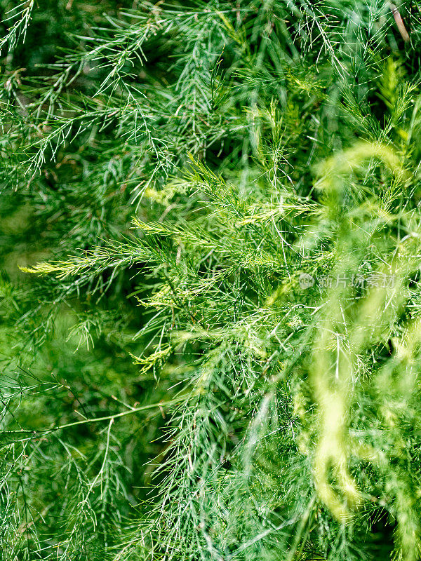 芦笋植株顶部