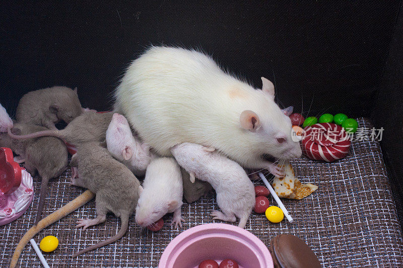 早餐的概念。母老鼠喂养幼崽。
